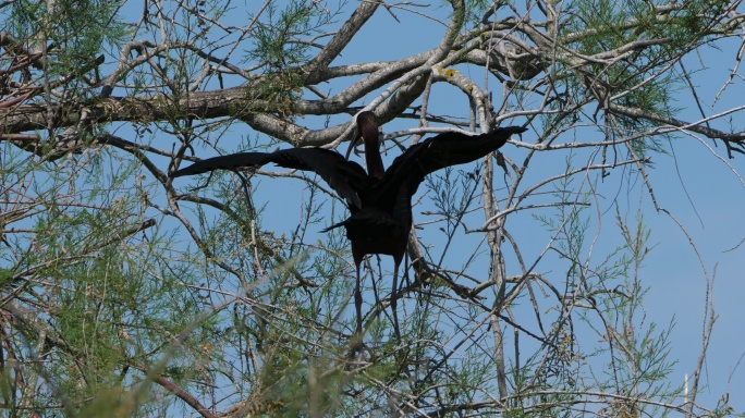 朱鹭湿地湖泊鸟类生态环境保护野生动物