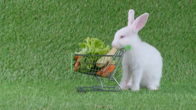 小兔子在吃购物车中的蔬菜和水果