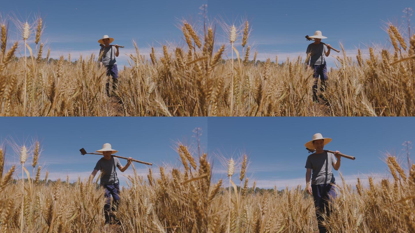 农民开心的看着麦子