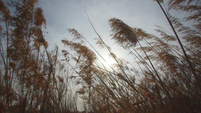 冬日阳光下的芦苇