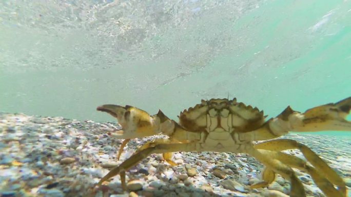 海底的螃蟹螃蟹水底螃蟹走路