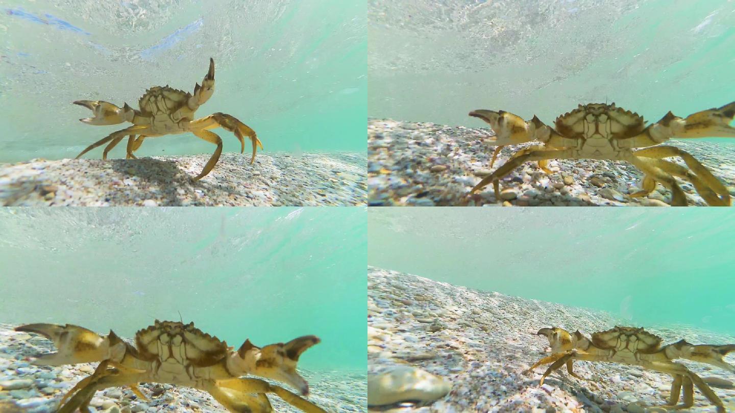 海底的螃蟹螃蟹水底螃蟹走路