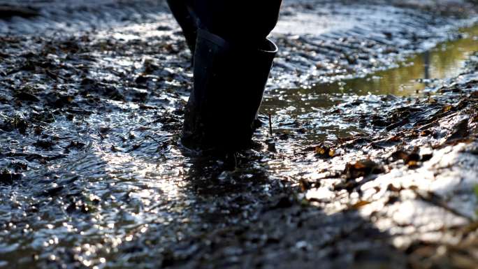 一名男子穿着橡胶靴在沼泽地行走的特写镜头