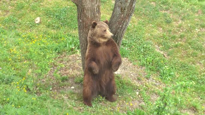 棕熊大自然生态动物美景栖息森林树林
