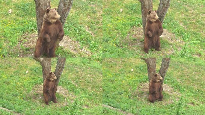 棕熊大自然生态动物美景栖息森林树林