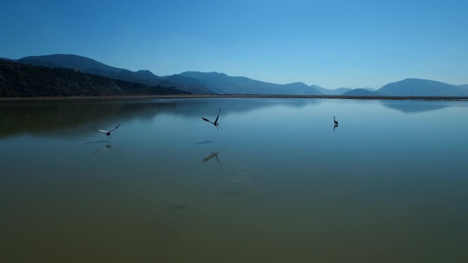 湖水飞鸟