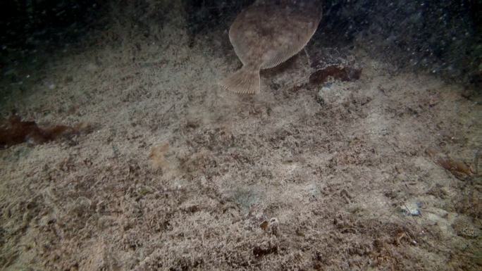 巴伦支海海底的大比目鱼。