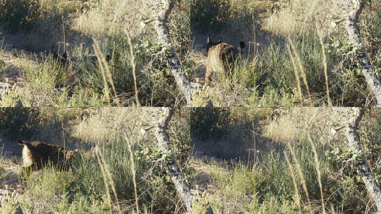 猞猁野生动物捕猎捕食动物园