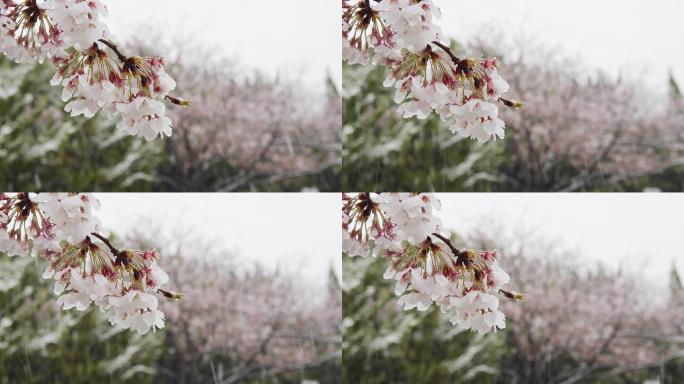 雪中的樱花武大花枝浪漫春光春暖花开