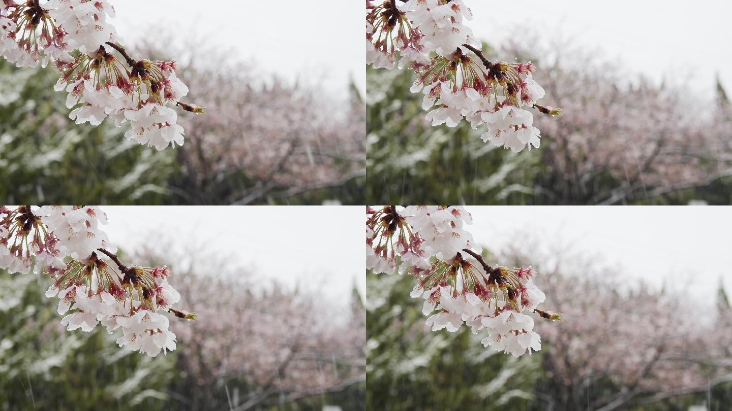 雪中的樱花武大花枝浪漫春光春暖花开