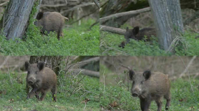幼小的野猪在树林里奔跑