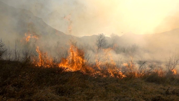 干草引发的火灾丛林起火消防救援树林大火