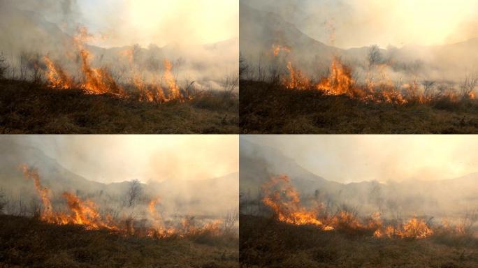 干草引发的火灾丛林起火消防救援树林大火