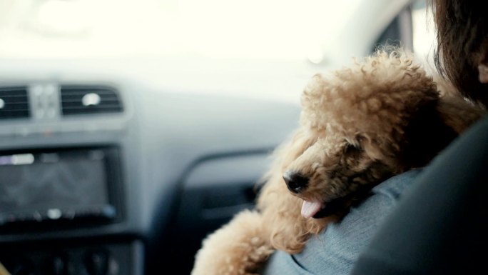 一个女人带着她的狗开车旅行。