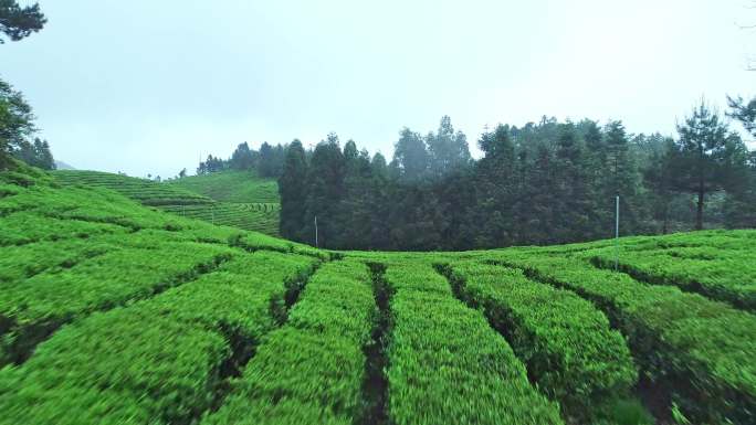 茶园茶叶茶山采茶茶叶种植