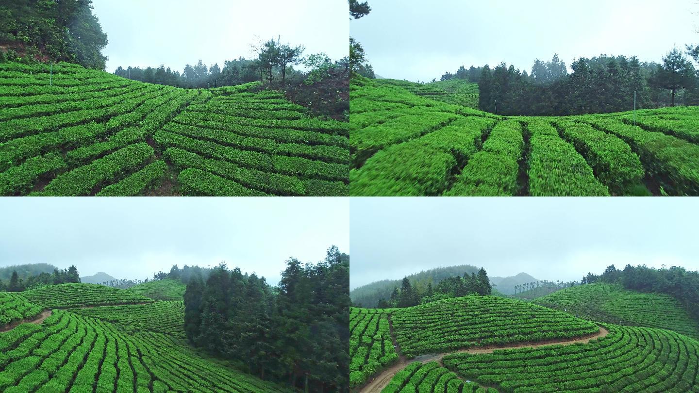 茶园茶叶茶山采茶茶叶种植