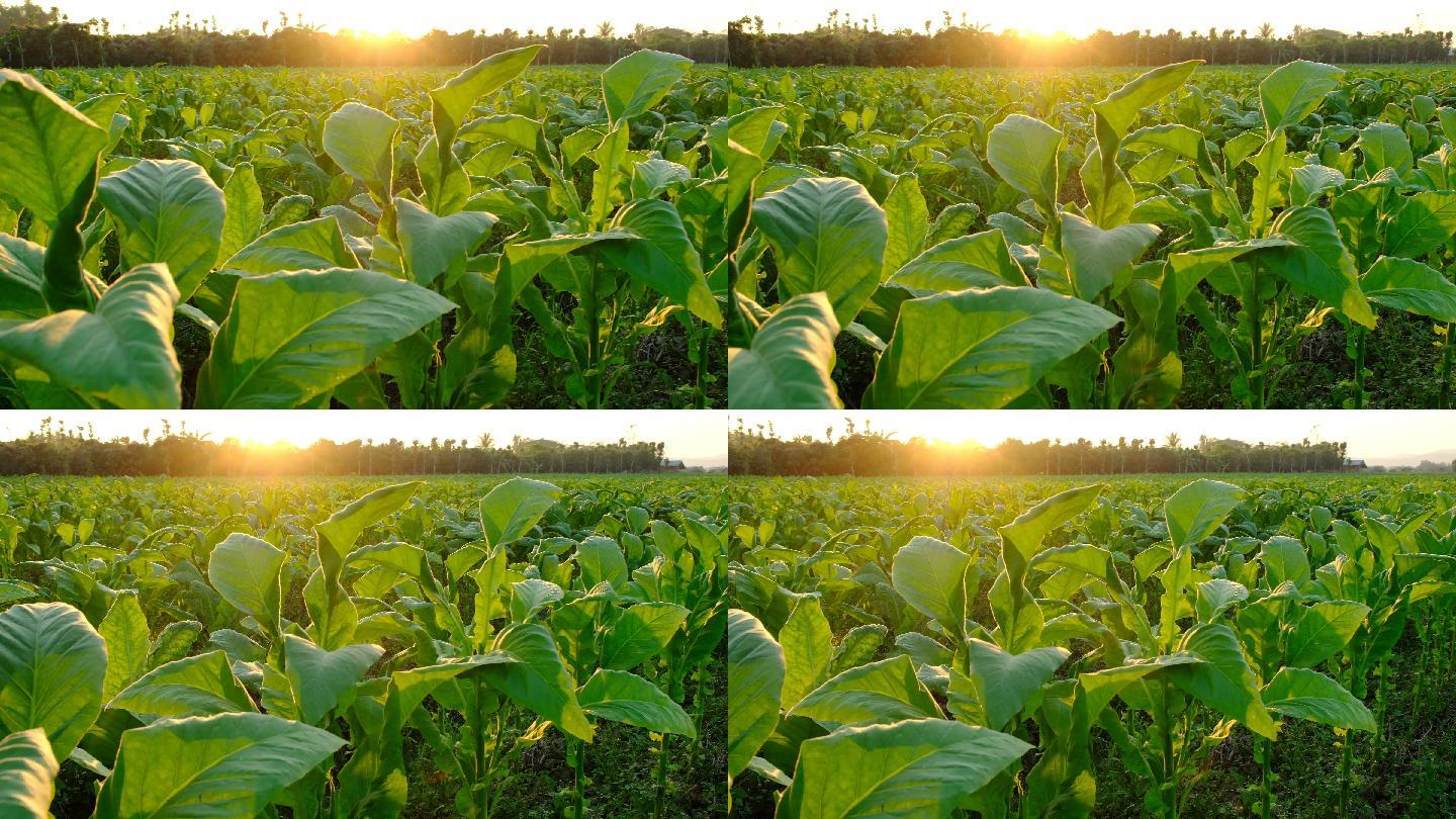 日落中的烟草田乡村振兴种植基地农作物