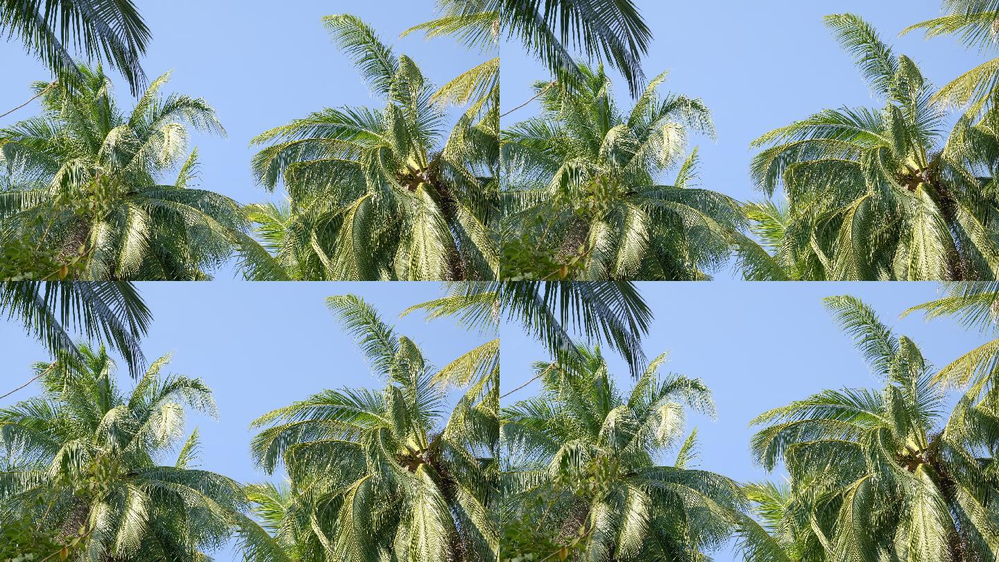 棕榈树空镜头仰拍晴天