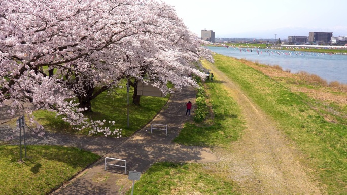 公园里盛开粉色樱花。
