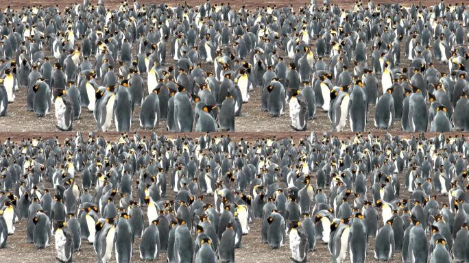 企鹅群南极洲
