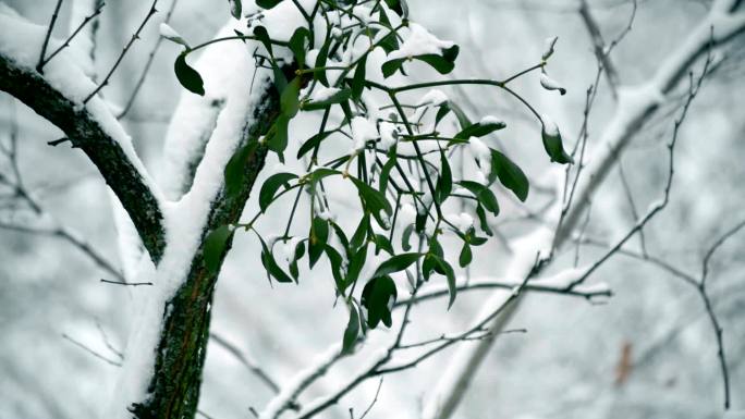 雪林中槲寄生的特写镜头