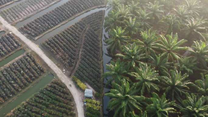俯瞰菠萝农场和油棕榈树