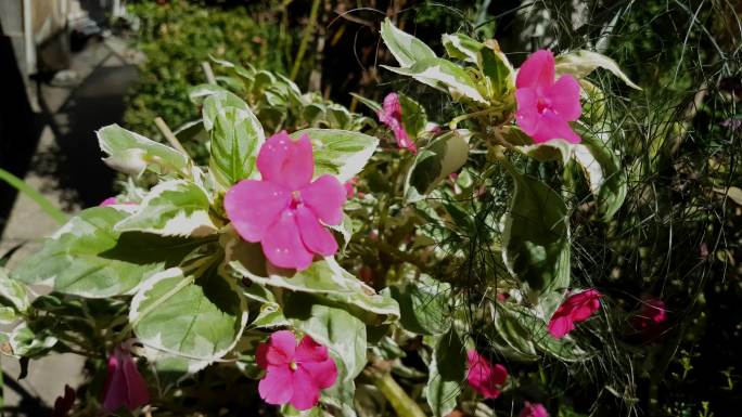 凤仙花特写镜头阳光光影红花绿叶