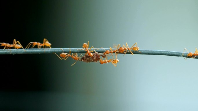 红织女蚂蚁一起携带食物