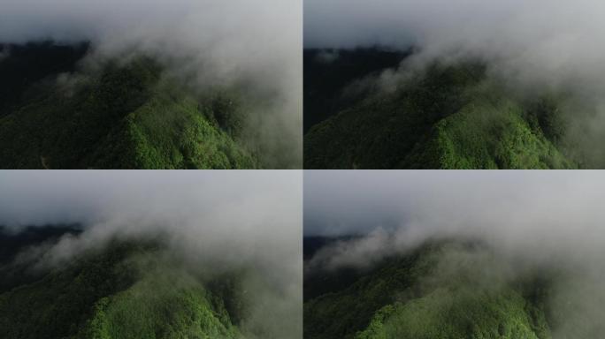 云雾缭绕的森林宁强县林业生态素材片头绿化