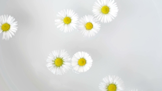 白色的雏菊花漂浮在水中旋转