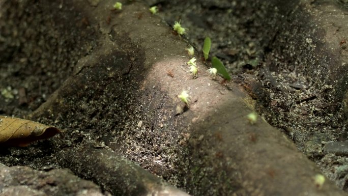 森林中的剪叶蚁蚂蚁微距割叶蚁工蚁