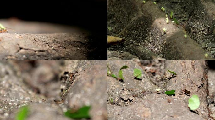森林中的剪叶蚁蚂蚁微距割叶蚁工蚁