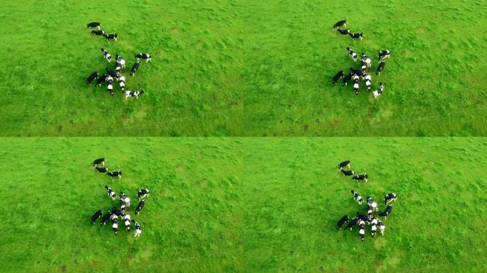 农村的奶牛天然牧场新西兰清新有机