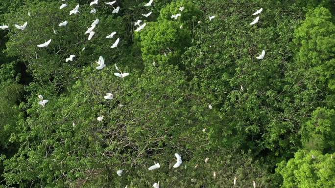 白鹭鸟群飞鸟万鸟天堂森林湿地航拍A024