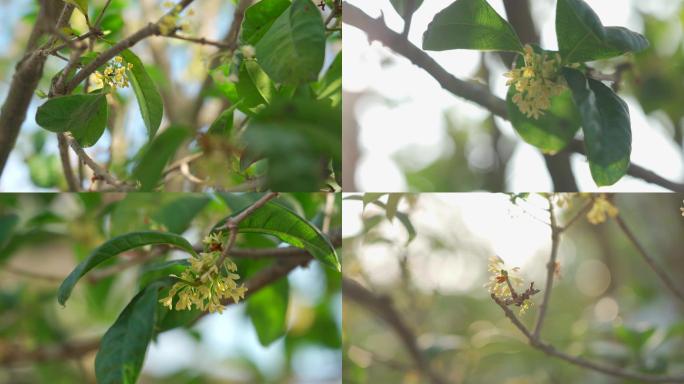 阳光下的桂花树