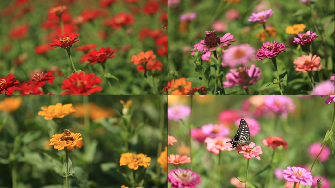 花海 蜜蜂 风景 风车