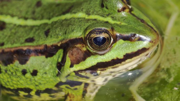 池塘里的野生绿蛙特写
