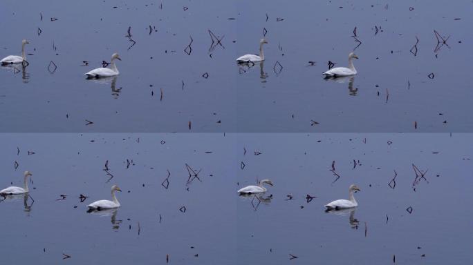 湿地公园湖面上的两只白天鹅b