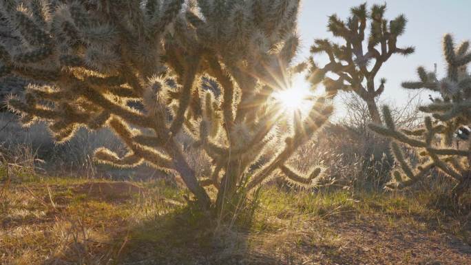 约书亚树国家公园，太阳穿过约书亚树的树枝
