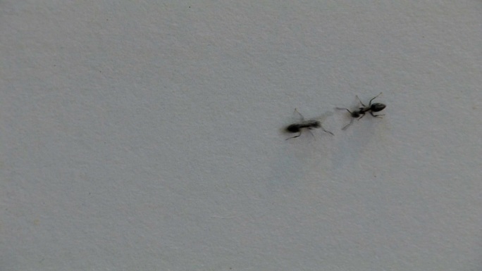 白色桌面上的蚂蚁