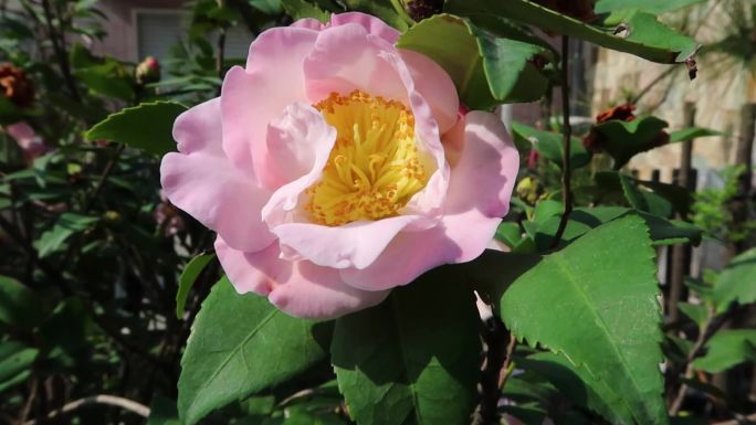大朵粉色茶花盆栽观赏花