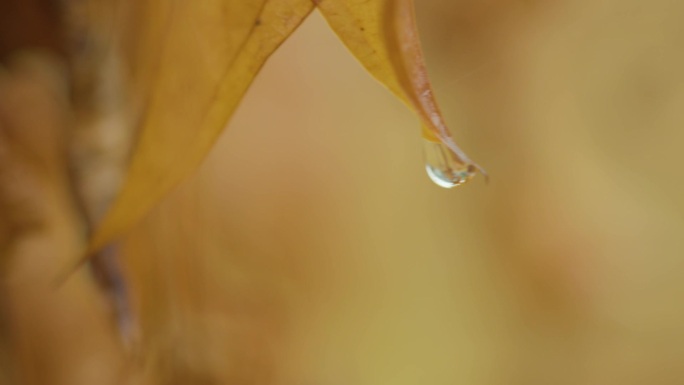 树叶上的水滴，滴水，水珠，枯叶滴水