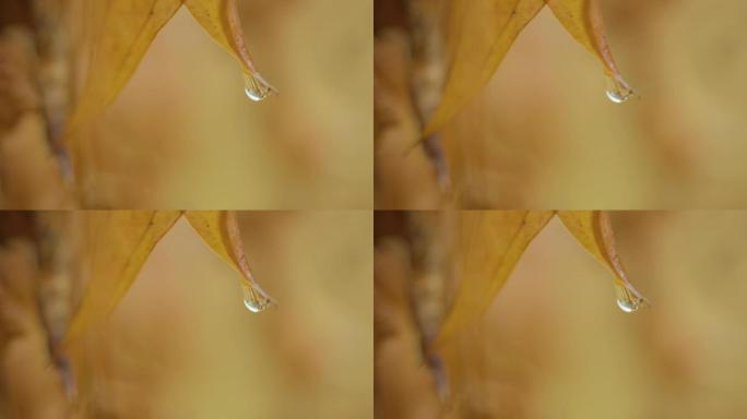 树叶上的水滴，滴水，水珠，枯叶滴水