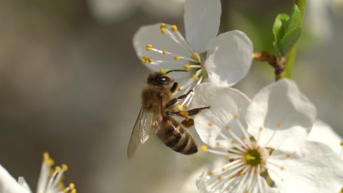 杏蜂在春天阳光明媚的日子里采集花蜜花粉。