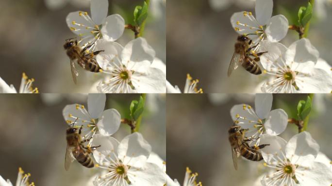 杏蜂在春天阳光明媚的日子里采集花蜜花粉。