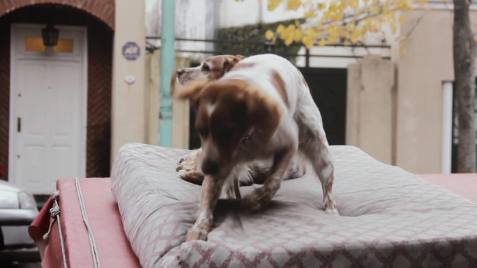 狗在抓挠床垫狗抓床垫发狂