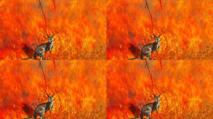 野火中的澳大利亚野生动物