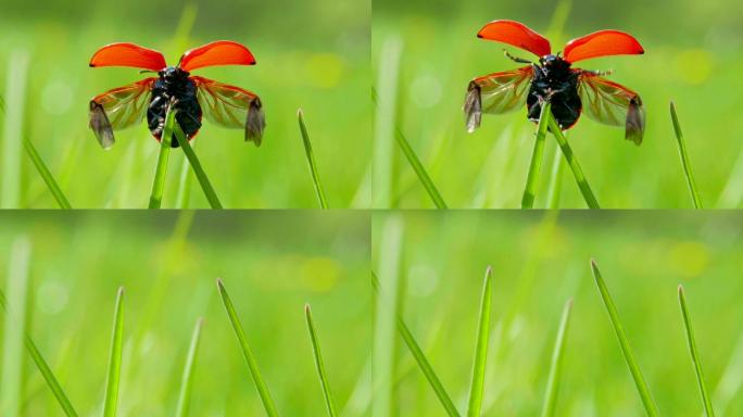 瓢虫从草地上起飞甲壳虫神奇昆虫飞虫虫子