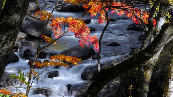 山涧秋叶树木白天