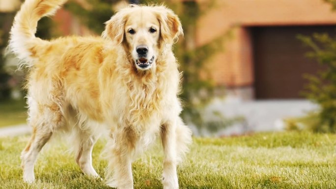 慢跑的狗金毛犬类奔跑